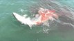Fisherman Loses Catch of the Day To Bull Sharks