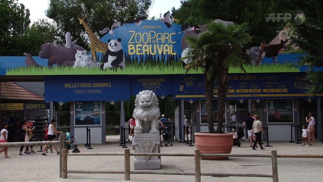 Deux bébés pandas au lieu d'un seul attendus au zoo de Beauval