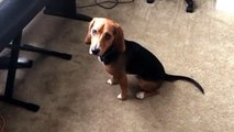 Pinocchio the Beagle Puppy Sings & Plays Piano