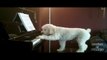Dog Plays Piano and Sings