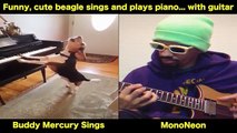 MonoNeon Funny, cute beagle sings and plays piano... with guitar