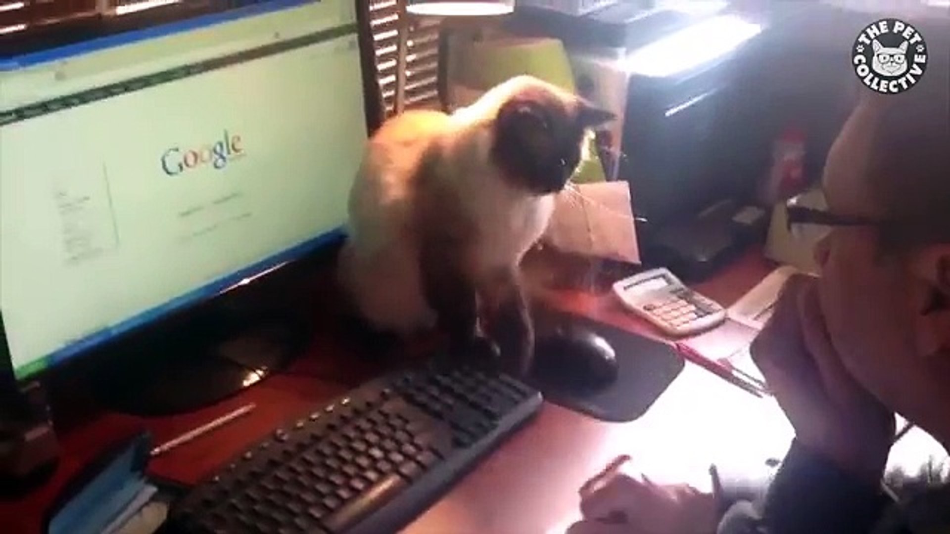 Office Pets  Funny Pet Compilation