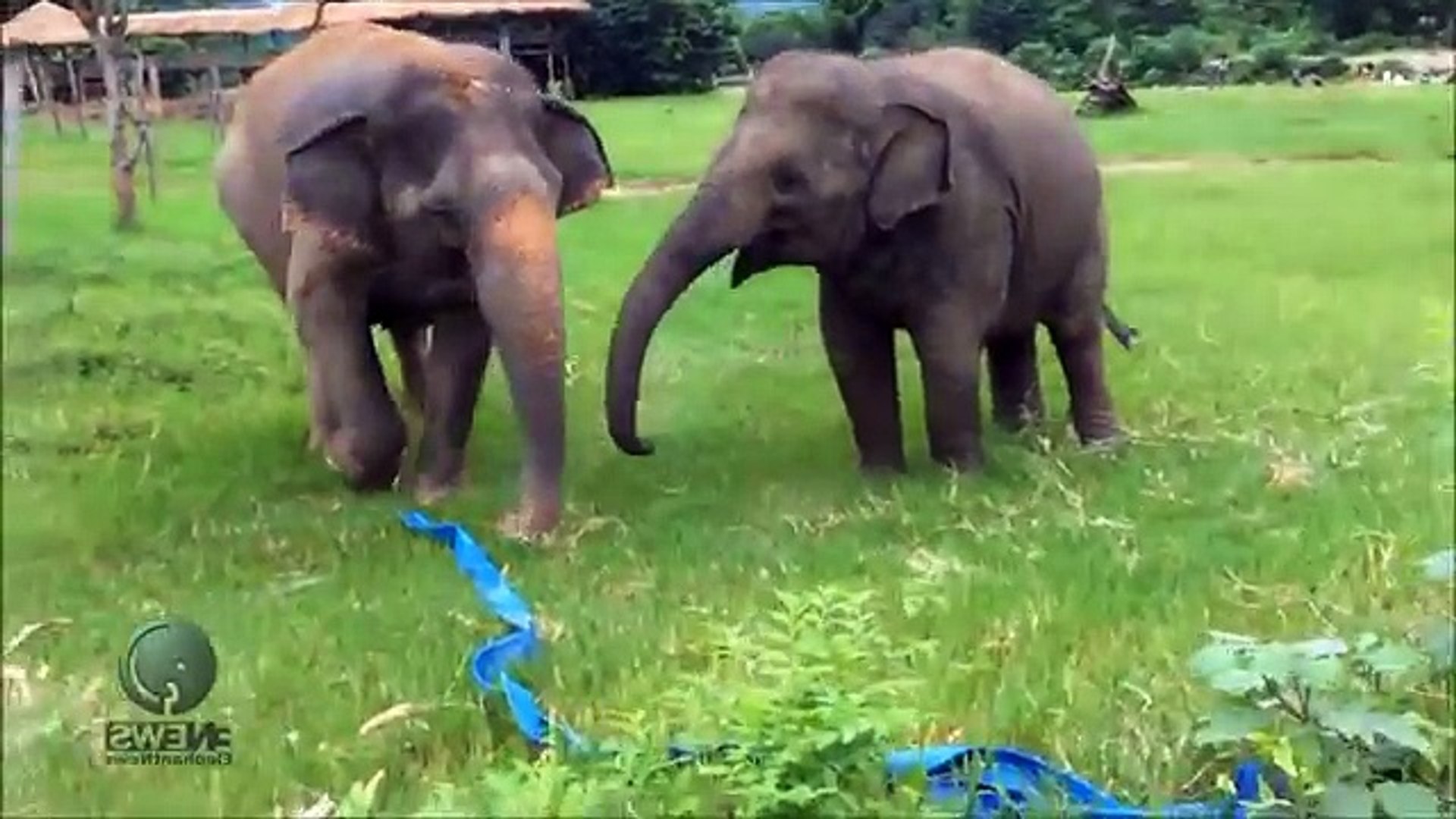 FUNNY ANIMALS - FUNNIEST ANIMAL CLIPS - FUNNY PETS