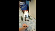 Funny Cats Scared of Cucumbers   Cats vs Cucumber Prank Gone Wrong ► Cats and Cucumbers Compilation