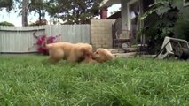 PUPPY FIGHTS ★ Funny Puppies Fighting (HD) [Funny Pets]