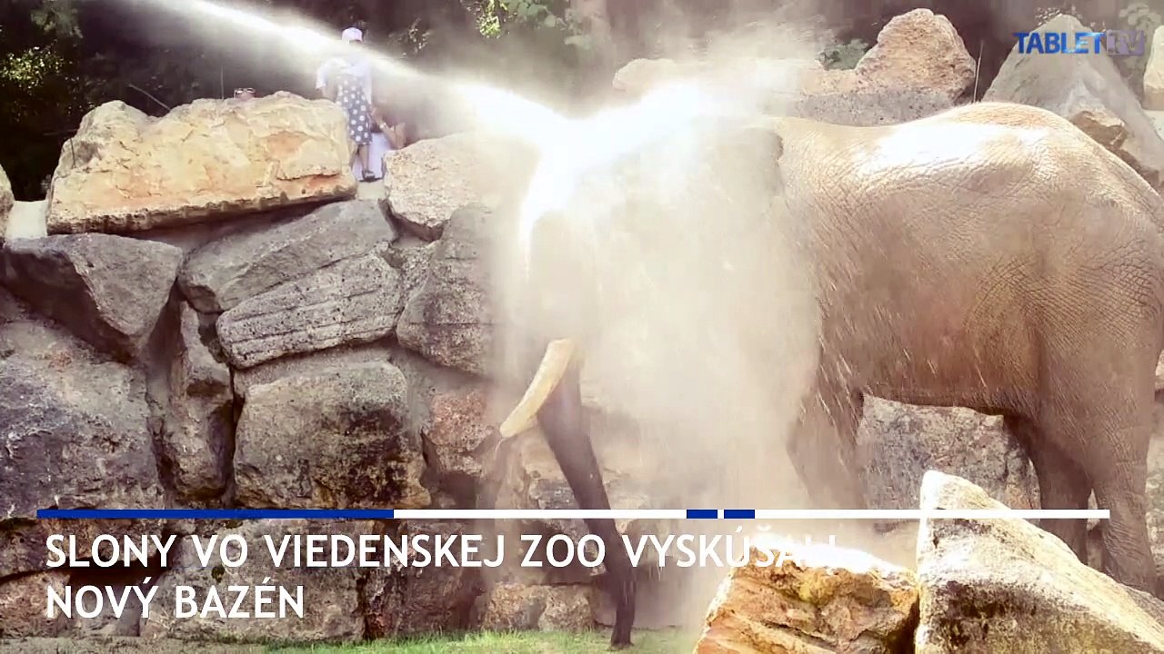 Vo viedenskej ZOO otvorili nový bazén pre zvieratá, ako prvé ho skúsili slony