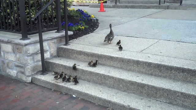 Ces poussins n'arrivent pas à suivre leur mère dans les escaliers !