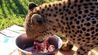 Cheetah love  a race for survival