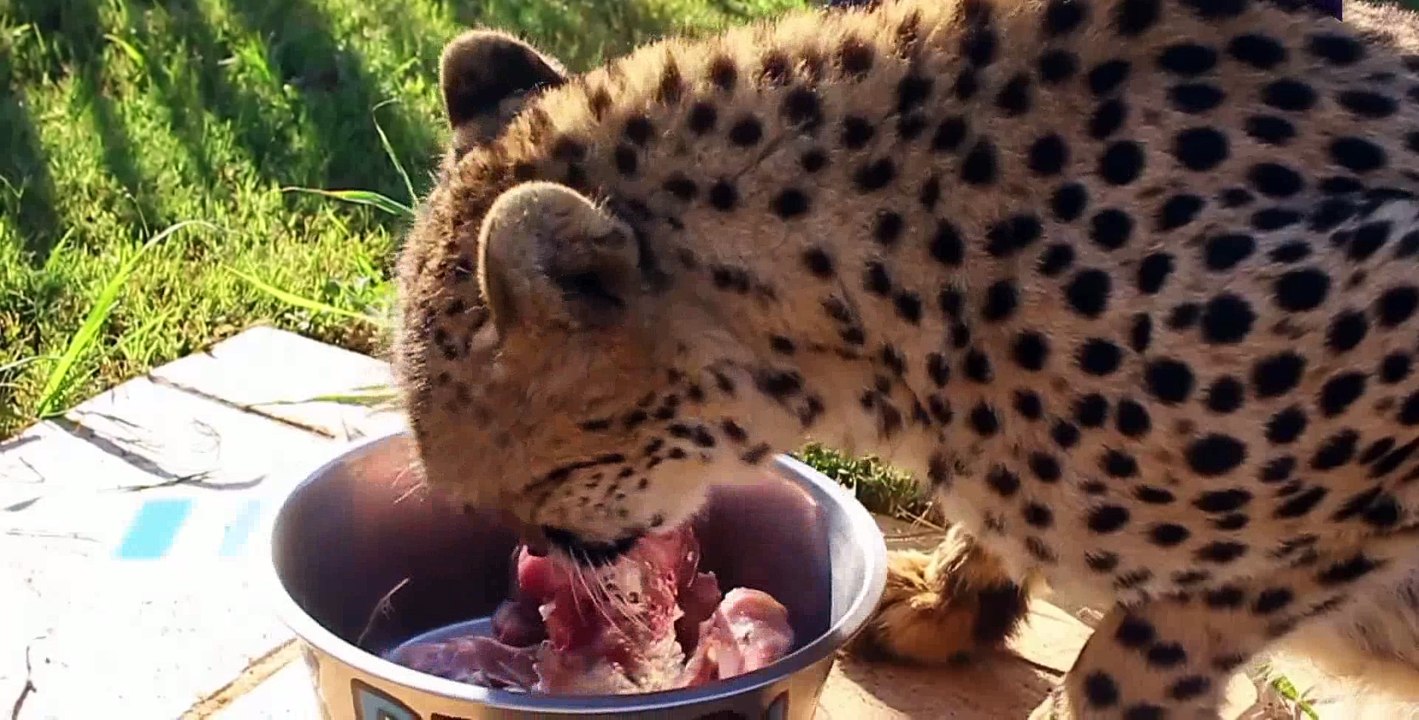 Cheetah love  a race for survival