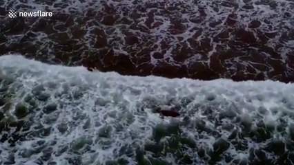 Dog plays chase with a wild seal