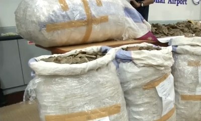 Malaysia Sita Gading Gajah Illegal