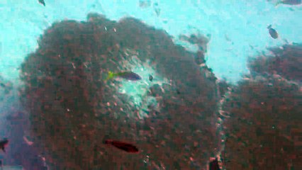 L'un des requins les plus rares de la planète observé au large de l'Indonésie