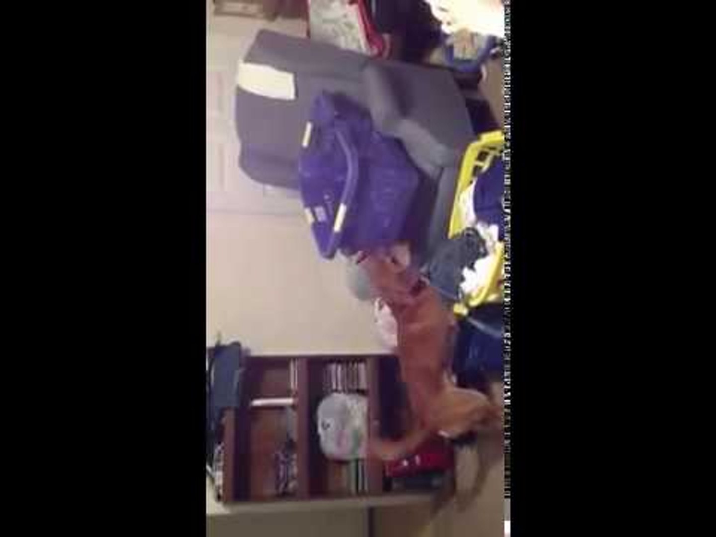 BOBO WANTS THE BALL!!!