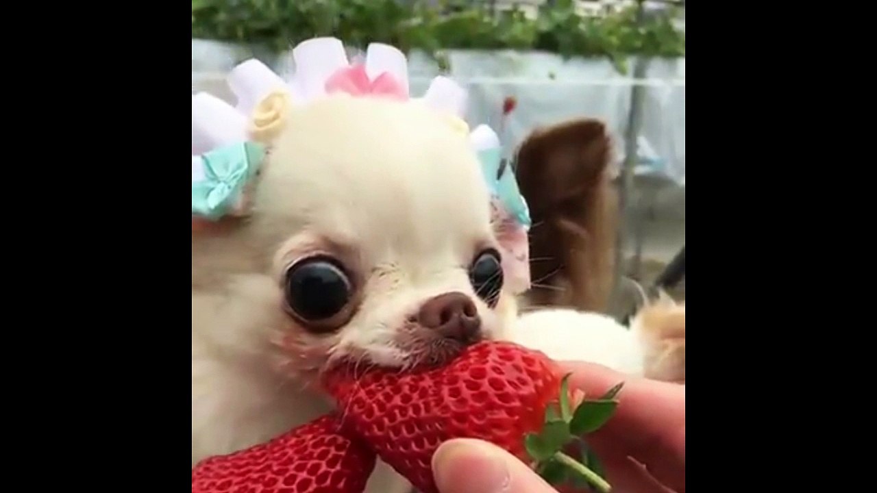 chihuahua so cute !!!