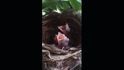Hungry birds wait for mom bring the food back
