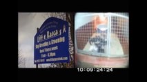 Little rascals BBC Inside Out 2009 rspca approved lie