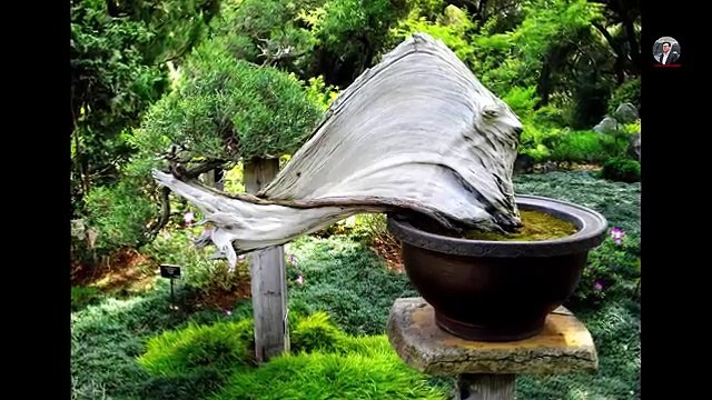 Bonsai beautiful bizarre Bộ Sưu Tập Bon Sai Quái