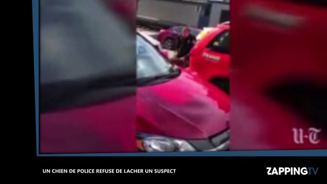 Un chien de police arrête un suspect mais refuse de le lâcher (vidéo)