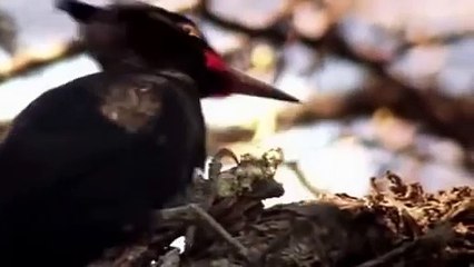 Moment of Impact (Part 1) Hunters & Herds (Full Documentary)