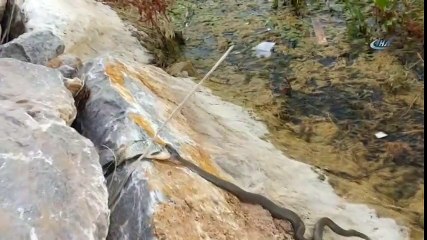 Yılana Av Olmaktan Kurtulan Sazan Balığının Zor Anları Kamerada