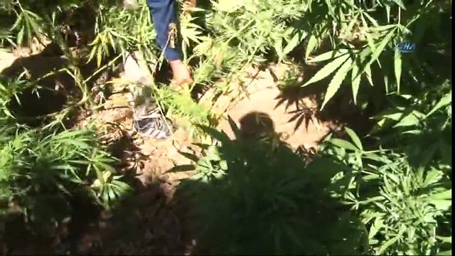 UNESCO Dünya Kültür Miras’ı Listesinde Bulunan Hevsel Bahçelerine Uyuşturucu Operasyonu Düzenlendi