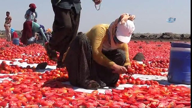 Siverek’te Yılda 500 Ton Kurutulmuş Domates Üretiliyor
