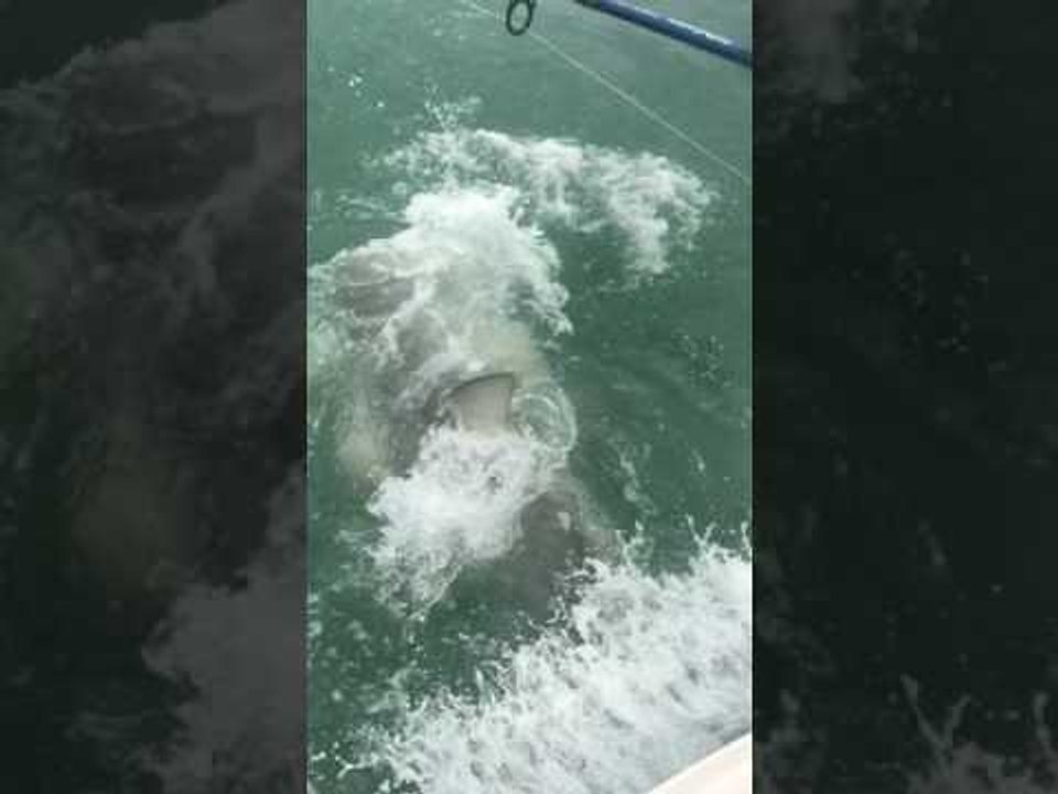 Bull Shark Attacks Tarpon Close to Man's Boat - video Dailymotion