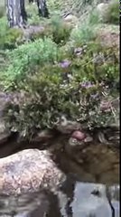 Un pêcheur capture un poisson en plongeant dans la rivière