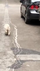 Dünyanın en mutlu köpeği!