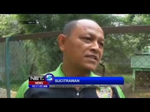 NET5 - 4 ekor harimau Sumatera lahir di konservasi satwa Medan