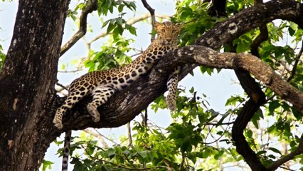 Karnataka Wildlife and Nature Video- Jaya Hai Kannada Thaye