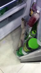 A great way to cool down your husky pup