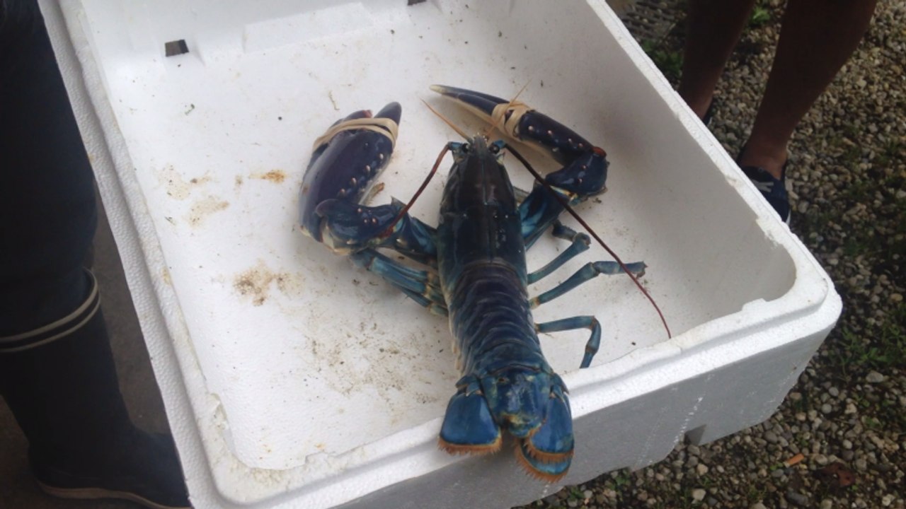 Un homard bleu pêché près de Dinard