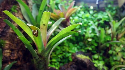 Paludarium#2 Dendrobates/Poison dart frog