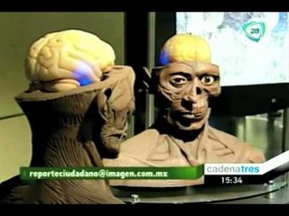 Universum desmenuza los enigmas del cerebro