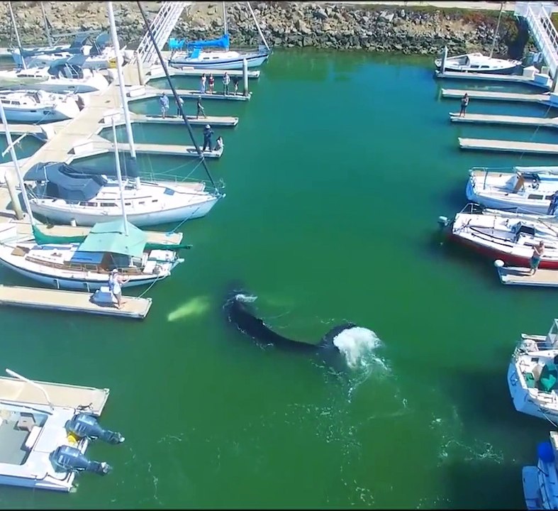 Baleia entrou numa marina na Califórnia