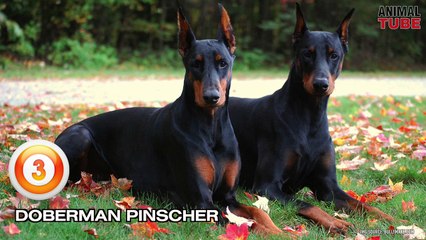 TOP 10 BEST GUARD DOGS