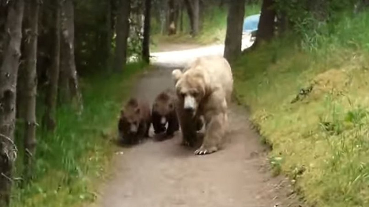 Un randonneur fait face à une maman grizzly et ses deux petits