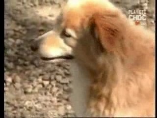 Les Orbes fantômatiques