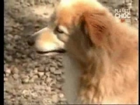 Les Orbes fantômatiques