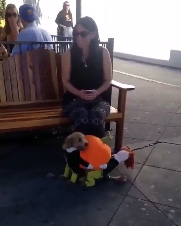 Nagyon jó pofa ez a jelmez :) És a károkognak előre,nem ez nem állatkínzás :D