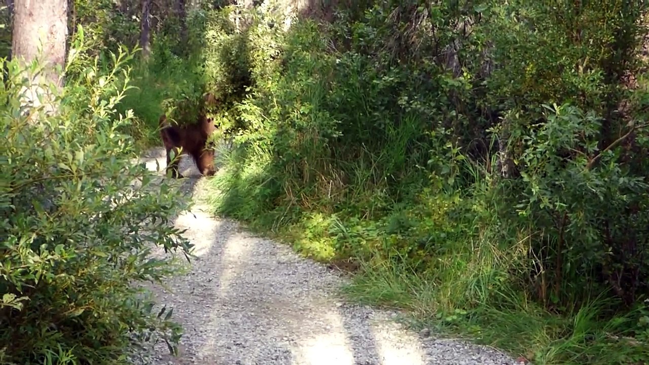 Bear on a Trail