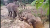 Induk gajah menolong anaknya yang terjebak di sungai - TomoNews