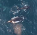 Drone Captures Whales Breaching Near Cape Town
