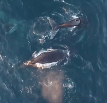 Drone Captures Whales Breaching Near Cape Town