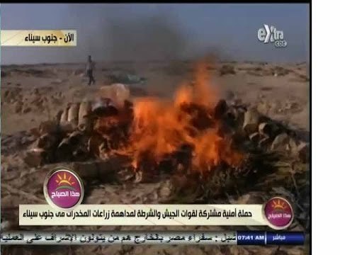 #هذا_الصباح | حملة أمنية لمداهمة زراعات المخدرات في جنوب سيناء