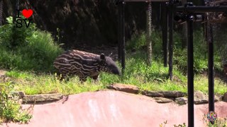 FUNNY videos ABOUT ANIMALS Compilation ★ The Tapir, El Tapir, التابير, Тапир, ザ・タピール, 该貘