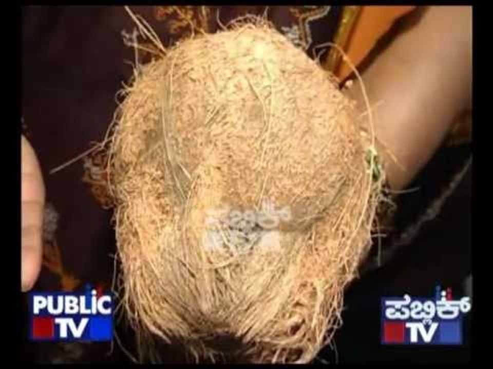 PUBLIC TV   SMALL COCONUT