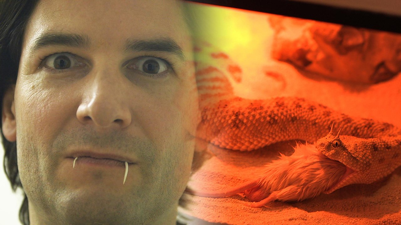 Getting High Injecting Snake Venom