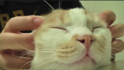Cat falls asleep to mesmerizing massage